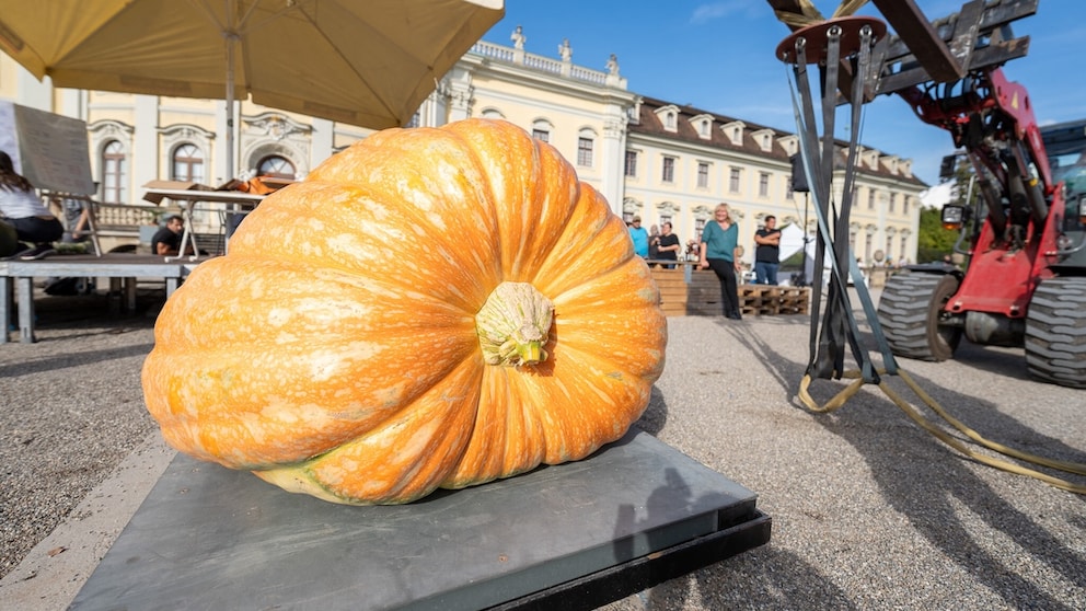 Germany's Heaviest Pumpkin Weighs Nearly a Ton