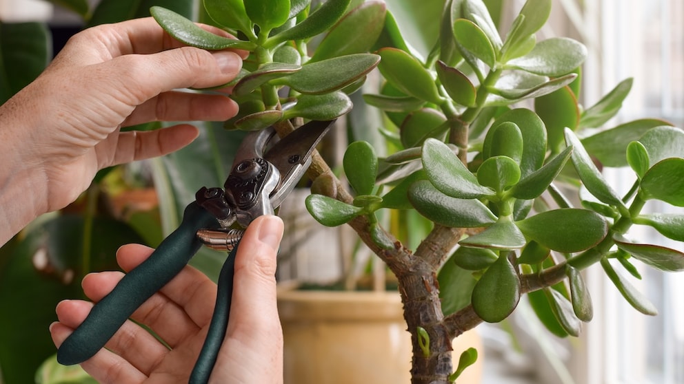 The money tree is easy to care for and a popular gift.
