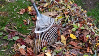 Autumn Leaves in the Garden