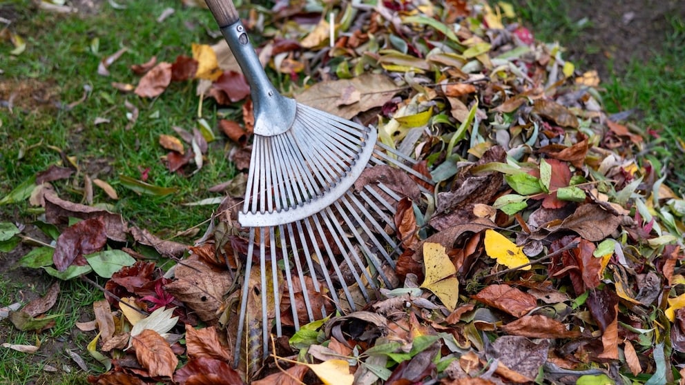 Autumn Leaves in the Garden