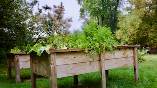 Raised Bed Settling