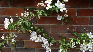 The clematis is classified as a leaf-stem climber.
