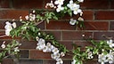 The clematis is classified as a leaf-stem climber.