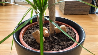 Corks in Flower Pots Can Offer Benefits