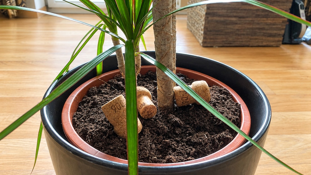 Why Old Corks Should Be Placed in Flower Pots