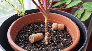 Corks in Flower Pots Can Offer Benefits