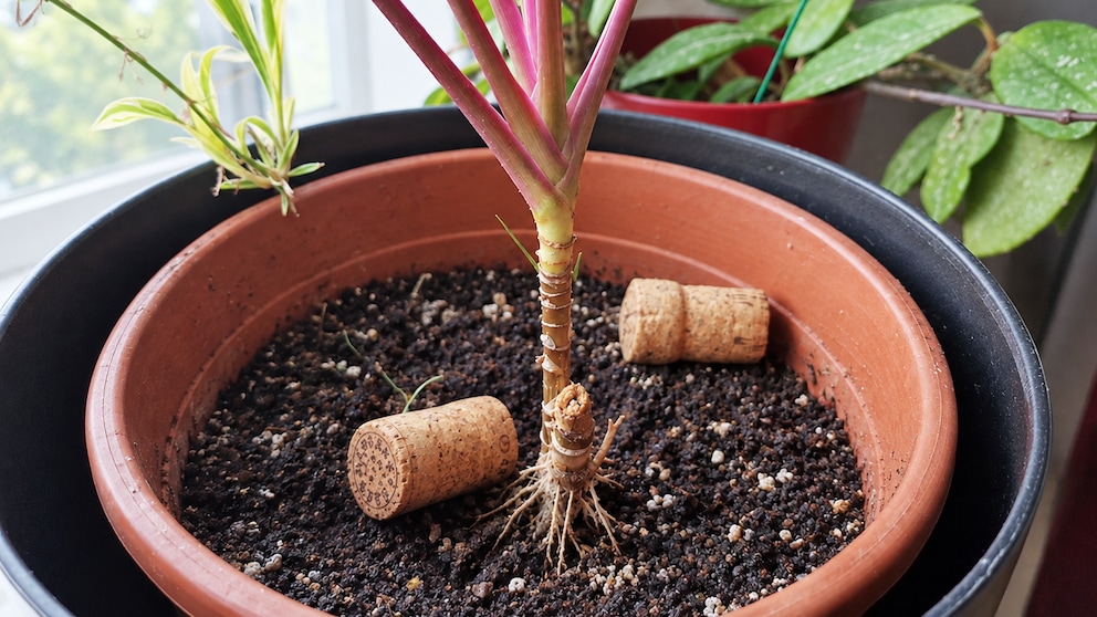 Corks in Flower Pots Can Offer Benefits