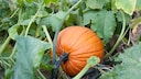 Leaving pumpkin plants in the bed after harvest can have both advantages and disadvantages.