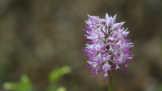 Orchid of the Year 2027