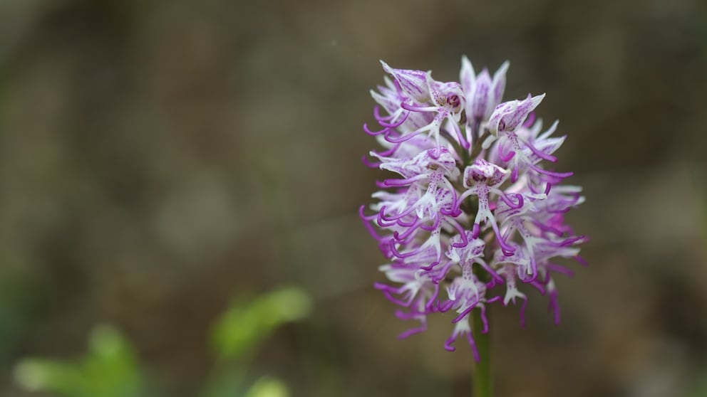Orchid of the Year 2027