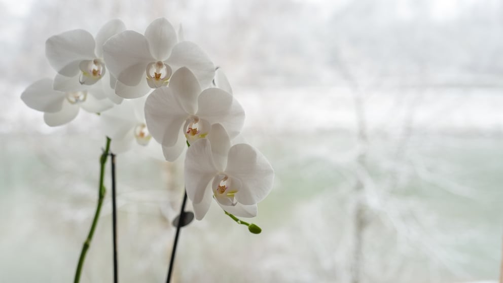 Adjust Orchid Care in Winter