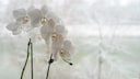 Adjust orchid care in winter