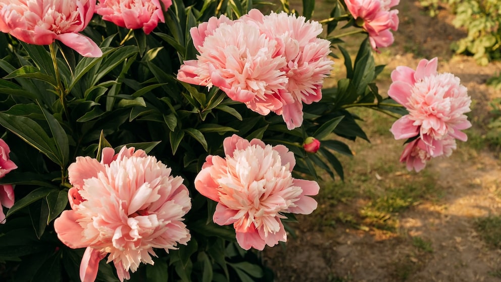 Peonies delight us in early summer with their large blooms.