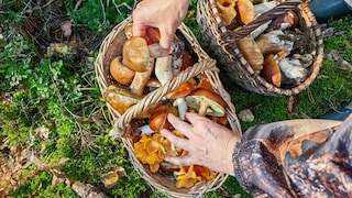 When collecting mushrooms in the forest, one should not only look at the ground.