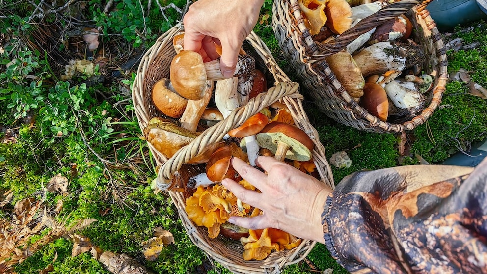 When collecting mushrooms in the forest, one should not only look at the ground.