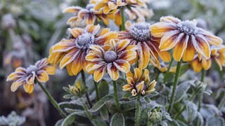 Coneflower is popular and appears in many gardens, but is there anything to consider for overwintering?