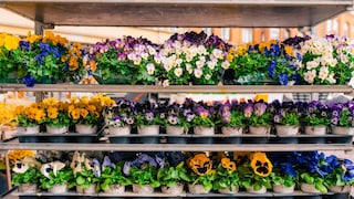 Pansies in Autumn