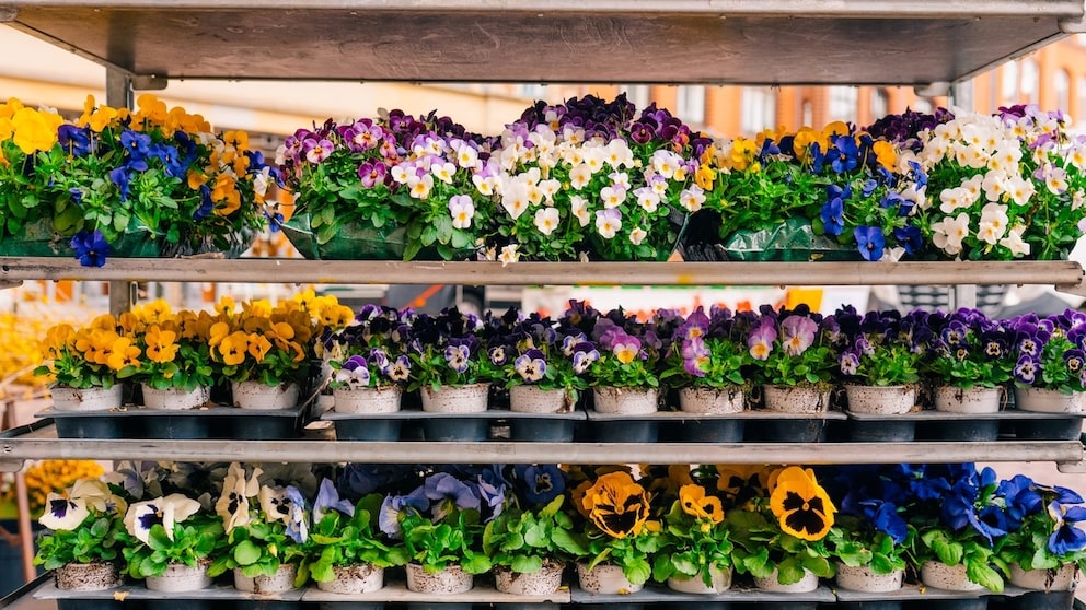 Pansies in Autumn