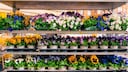 Pansies in Autumn