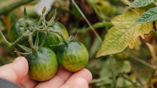 The tomatoes are still green, but the temperatures keep dropping.