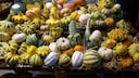 Decorative Gourds Are Not for Eating