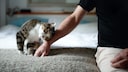 Cat Rubs Against a Person's Wrist
