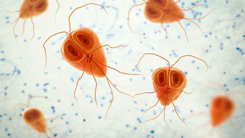Giardia in dogs in microscopic magnification