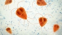 Giardia in dogs in microscopic magnification