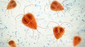 Giardia in dogs in microscopic magnification