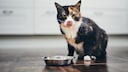 A cat sits in front of its bowl and licks its mouth.