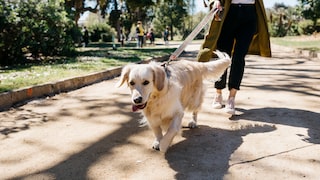A Labrador Retriever pulls on its leash while walking in the park.