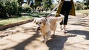 A Labrador Retriever pulls on its leash while walking in the park.