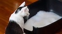 A cat sits in front of its litter box.