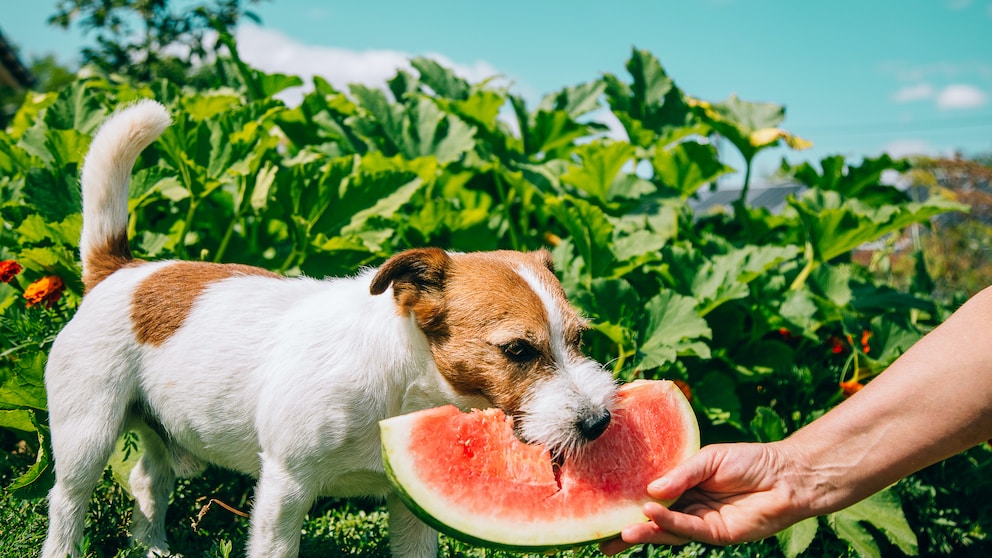A dog enjoys a piece of watermelon