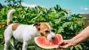 A dog enjoys a piece of watermelon