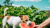 A dog enjoys a piece of watermelon