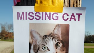 A poster shows a missing cat