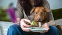 Vegan Diet for Dogs: A dog sits on its owner's lap, eyeing a piece of broccoli.