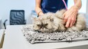All About Urinary Crystals and How to Manage Them