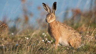 A field hare sits in a wildflower meadow