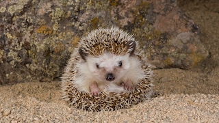 A white-bellied hedgehog curls up