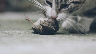 A cat sniffs a bird lying on the ground