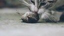 A cat sniffs a bird lying on the ground