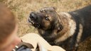 A Dog with Bared Teeth