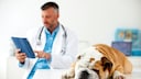 A bulldog lies on the examination table as a veterinarian reviews a file.