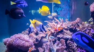 Marine fish swim in a saltwater aquarium above coral.