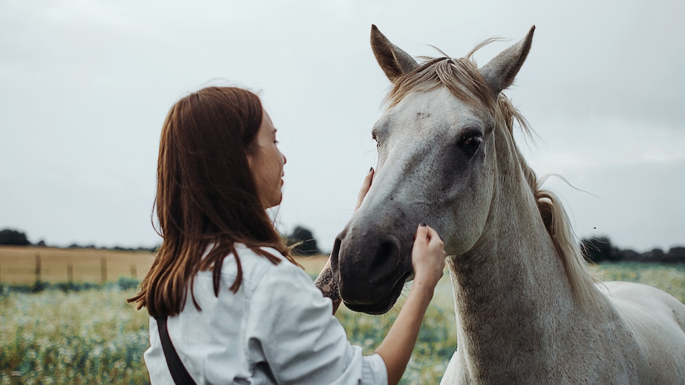 Does my horse like me, can it show affection? A woman seeks contact with a gray horse