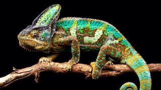 Keeping a chameleon in a species-appropriate way