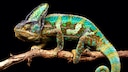Keeping a chameleon in a species-appropriate way