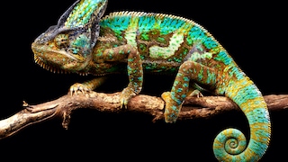 Keeping a chameleon in a species-appropriate way